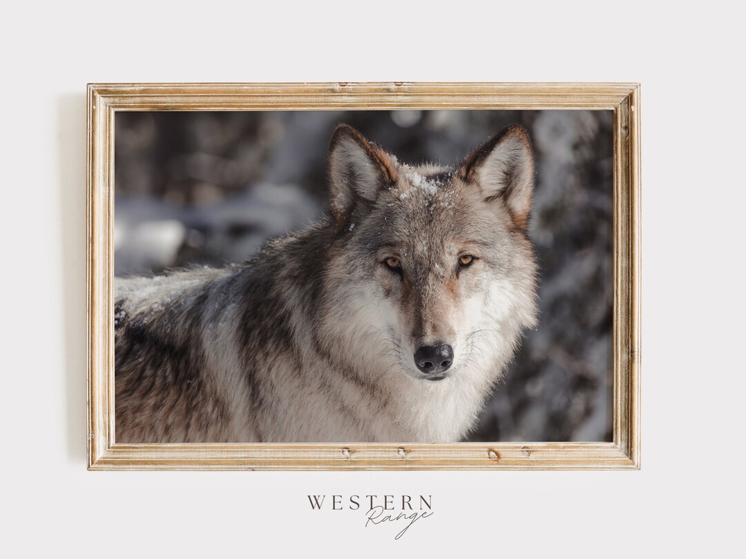 Rustic Wolf Winter Wolf Wall Art, Wildlife Photography, Winter Scenery, Wolf ...