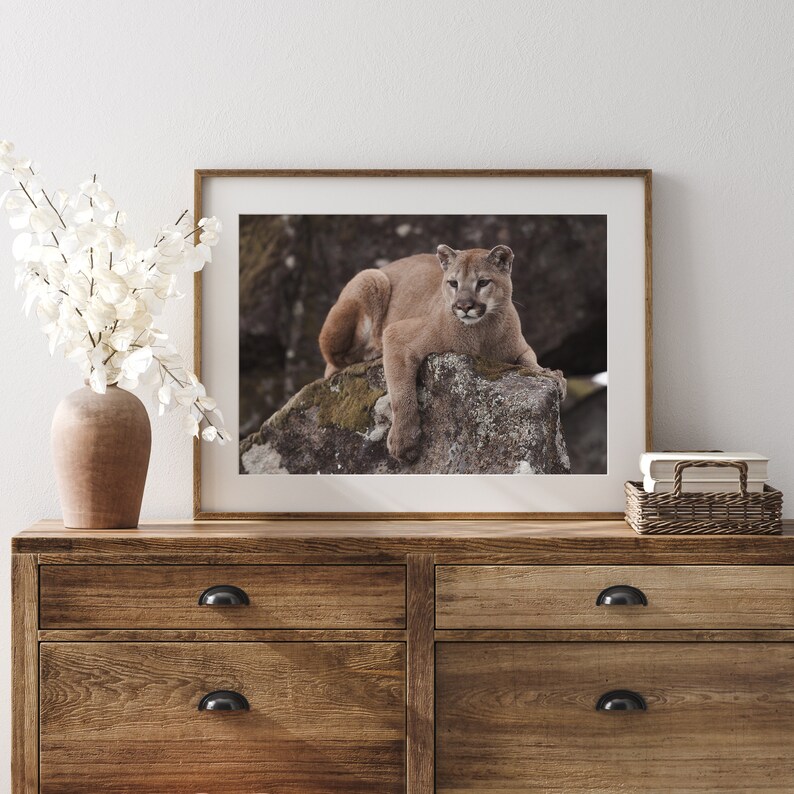 Puede incluir: Una fotograf&iacute;a enmarcada de un puma marr&oacute;n sentado en una roca. El puma est&aacute; mirando directamente a la c&aacute;mara. El fondo es un bosque borroso.