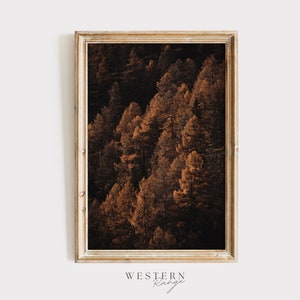 Dark Amber Forest Print, Moody Wilderness Decor, Rustic Home Print, Changing Leaves, Autumn Pine Forest, Landscape Photography, Scenery Art