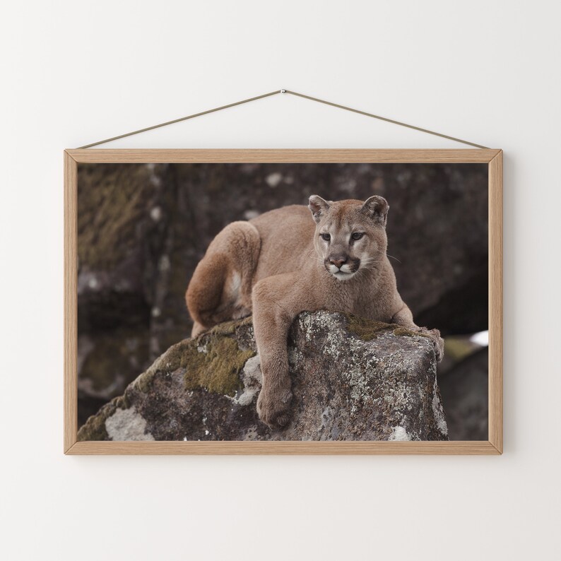 Puede incluir: Un puma marr&oacute;n se sienta en una gran roca cubierta de musgo. El puma mira hacia la derecha del marco, con la cabeza ligeramente inclinada. El fondo es un bosque oscuro y borroso.