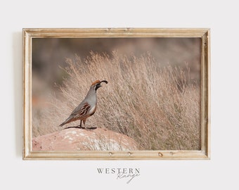 Gambels Quail in the Desert, Arizona Wildlife, Upland Bird Poster, Wild Quail Photography, Desert Quail Wall Art, Gambels Quail Printable