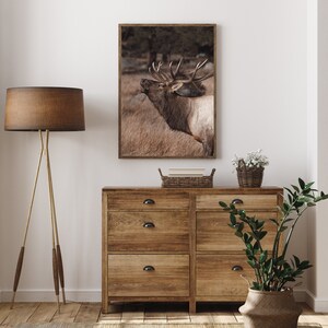 May include: A framed photograph of a large, brown elk with antlers standing in a field of tall grass. The elk is looking to the left and has its mouth open as if it is calling. The photograph is hanging on a white wall above a wooden dresser with three drawers.