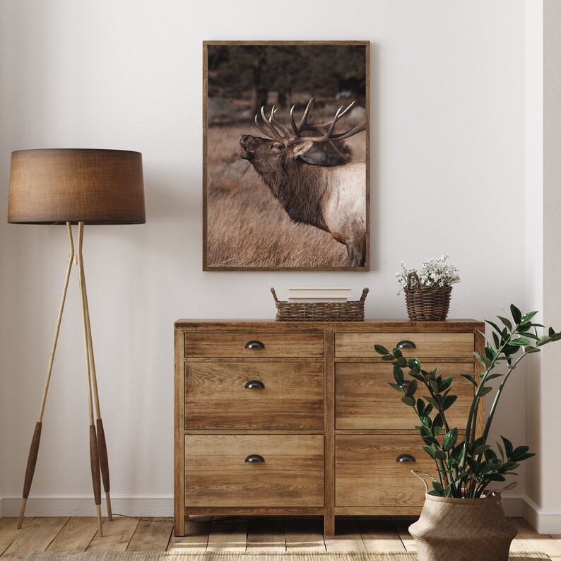 May include: A framed photograph of a large, brown elk with antlers standing in a field of tall grass. The elk is looking to the left and has its mouth open as if it is calling. The photograph is hanging on a white wall above a wooden dresser with three drawers.