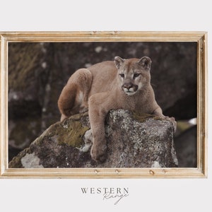 Mountain Lion Perched On Rock, Forest Lion Print, Puma Wall Art, Nature Home Decor, Rustic Printable, Wildlife Wall Art, Mountain Lion Print