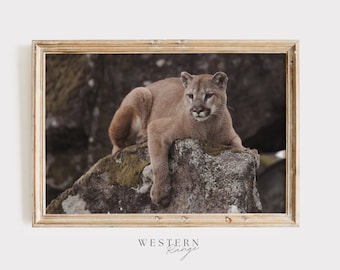 Puede incluir: Un puma marrón y tostado se sienta en una gran roca con musgo verde. El puma mira hacia la derecha de la imagen. El fondo está borroso y fuera de foco.