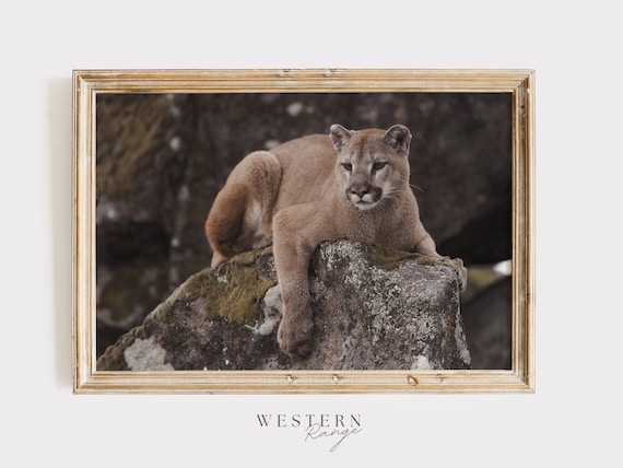 Mountain Lion Perched On Rock, Forest Lion Print, Puma Wall Art, Nature Home Decor, Rustic Printable, Wildlife Wall Art, Mountain Lion Print