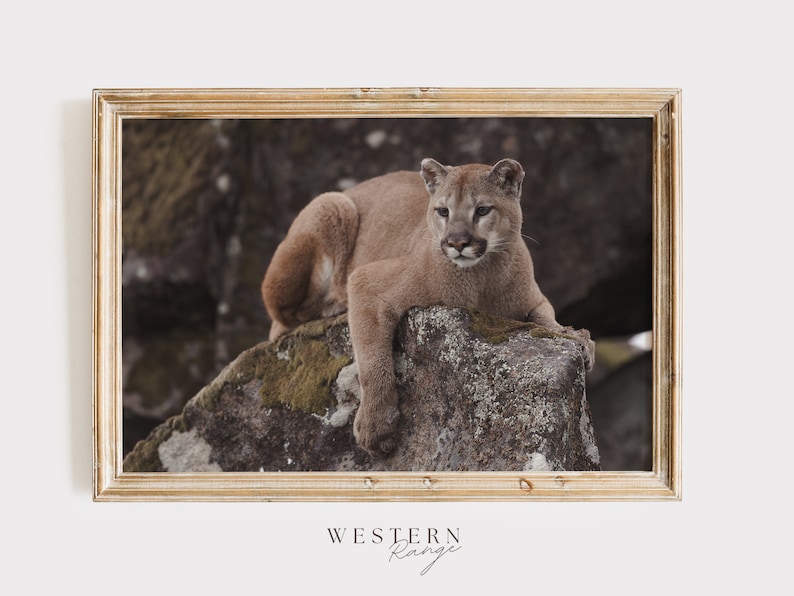 Puede incluir: Un puma marr&oacute;n y tostado se sienta en una gran roca con musgo verde. El puma mira hacia la derecha de la imagen. El fondo est&aacute; borroso y fuera de foco.