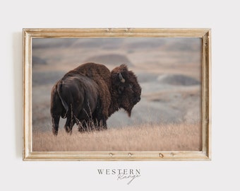 Puede incluir: Una fotografía enmarcada de un bisonte grande de color marrón oscuro de pie en un campo de hierba alta y seca. El bisonte está de espaldas a la cámara, con la cabeza girada hacia un lado. El fondo es un paisaje brumoso y desenfocado de colinas.