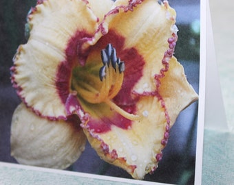 Nicole's daylily photograph blank note cards  (box of 10) are elegant gifts or great for keeping in touch..