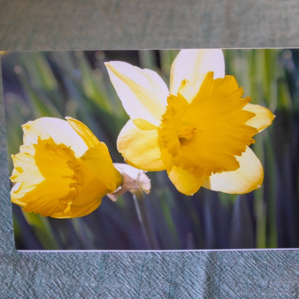 Spring! Daffodil photograph catches two in sunlight brings them to box of 10 blank note cards.  Gift wrapping available for 2.50.