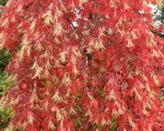 2 live SOURWOOD trees stunning colors autumn foliage free shipping !