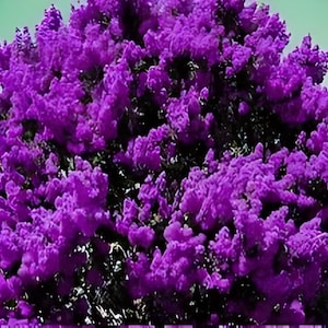 May include: A close-up of a vibrant purple flowering plant. The image is filled with clusters of small, densely packed flowers, creating a textured, almost fluffy appearance. The flowers are a deep, rich shade of purple, with hints of lighter tones.