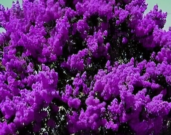 2 live PURPLE crape Myrtle Trees bushes  2 ft tall now fragrant beautiful  large purple flowers free shipping !