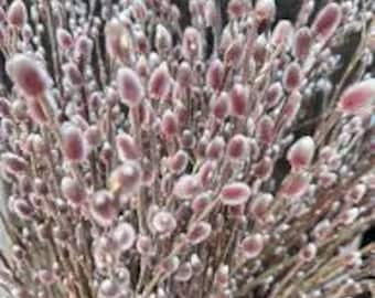 1 live pink pussy WILLOW tree French Willow ready to plant now beautiful catkin flowers  free shipping