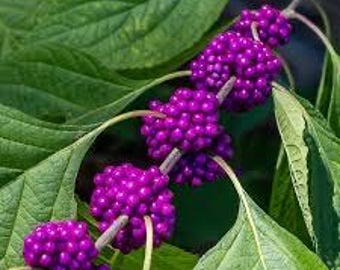 2 live American BEAUTY berry bushes purple berries unique  free shipping