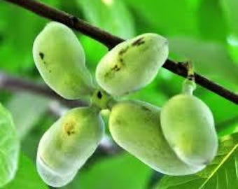 2 Paw Paw trees, 18-24 inches in height. Live sapling tree. Native to US