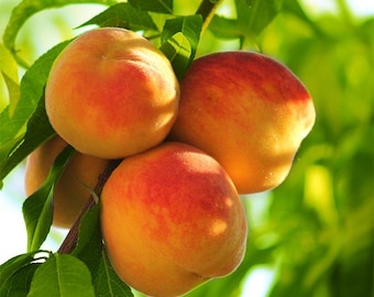 2  Elberta Peach trees! self pollinating, semi dwarf tree. 12-18 inches tall sapling tree! Ready to plant.