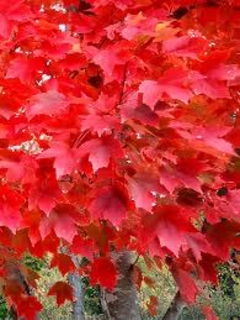 1 Live RED Maple Tree Beautiful Fall Colors Vibrant Iconic Red Free ...