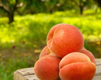 2 live Elberta Peach Trees Self Pollinating 2 ft tall ready to plant self pollinating free shipping