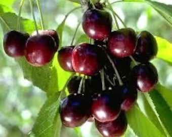 2 live black rum Cherry trees 2 ft tall now wild Cherry tree free shipping !