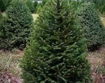 2 live NORWAY spruce trees evergreen Christmas tree 2-3 ft tall  free shipping