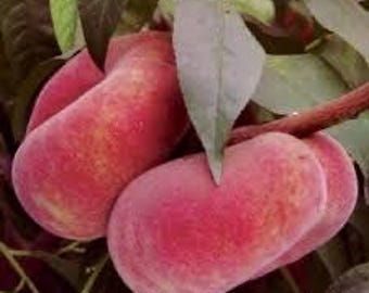 2 live GALAXY donut white peach trees 2ft tall ready to plant now Self pollinating & pink blossoms! Free shipping !