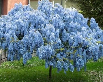 1 live BLUE moon Chinese Wisteria tree cascading fragrant blooms FAST GROWER  free shipping