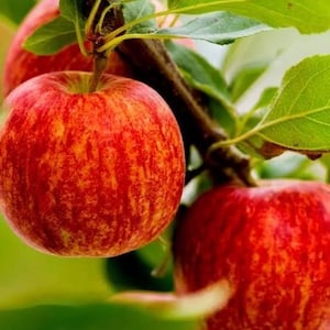1 Live GALA Apple tree 2 ft tall plus now sweet delicious fruit plant now free shipping