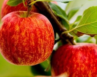 1 Live GALA Apple tree 2 ft tall plus now sweet delicious fruit plant now free shipping