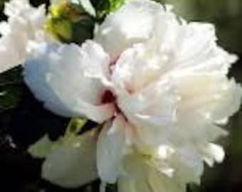 2 live double white Althea trees rose of Sharon 2 ft tall now fragrant beautiful  large blossoms free shipping !