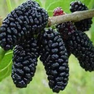 May include: Close-up of ripe, dark purple mulberries clustered on a branch with green leaves. The berries have a textured surface and are in various stages of ripeness, with some showing a reddish hue.