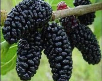 2 live BLACK mulberry Trees sweet native fruit 1-2 fat tall now free shipping