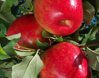 2 Live HONEYCRISP Apple Trees 2 ft tall now ready to plant free shipping most popular apple variety