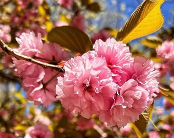 2 Kwanzan Pink Cherry Blossom Live Tree 18-24’ tall