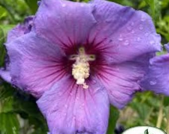 2 live PURPLE Althea trees rose of Sharon 2 ft tall now fragrant beautiful purple large blossoms free shipping !