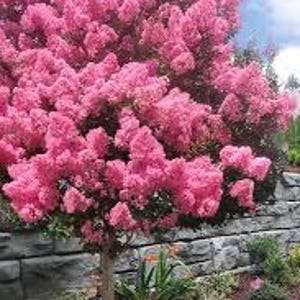 May include: A vibrant pink crepe myrtle tree in full bloom. The tree's profuse, ruffled blossoms create a dense, rounded canopy. The trunk is a light brown, and the tree is set against a backdrop of a stone wall and blue sky.