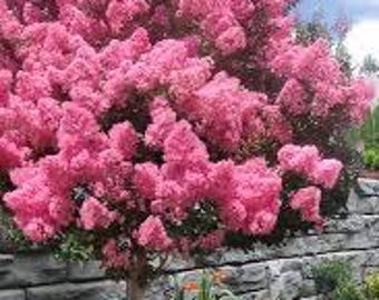 2 live PINK crape Myrtle Trees 2 ft tall now fragrant beautiful pink large flowers free shipping !