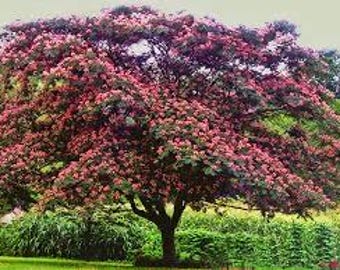 2 PINK mimosa trees 2 ft tall now fragrant beautiful pink tropical looking umbrella shaped tree free shipping !