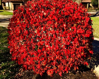 2 Live RED Burning Bushes stunning color fire bush ready to plant now free shipping