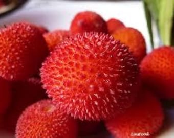 One live STRAWBERRY tree sweet unique fruit tree free shipping