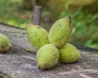 2 live BUTTERNUT trees white walnut tree ready to plant now delicious edible buttery nuts free shipping !