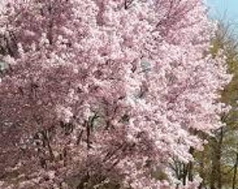 2 live autumnalis Cherry blossom Trees 2 ft tall now fragrant beautiful pink large blossoms twice a year including fall flowers !