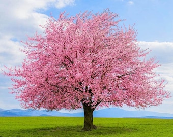 1 Pink Kwanzan Cherry Tree, plant now for spring blossoms! live sapling tree 2 ft  tall Pink blossoms.