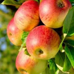 1 Live HONEYCRISP Apple Tree 2 ft tall now ready to plant free shipping most popular apple variety