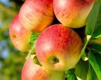 1 Live HONEYCRISP Apple Tree 2 ft tall now ready to plant free shipping most popular apple variety