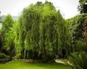 1 live CORKSCREW willow tree beautiful unique twisted branches “curly willow “ free shipping !