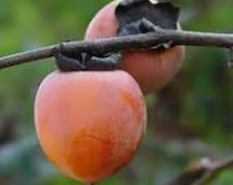 3 live American PERSIMMON trees saplings sweet native fruit each fall free shipping !
