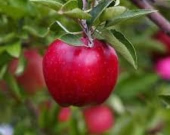2 Live RED delicious Apple trees 2 ft tall plus now sweet delicious fruit plant now free shipping