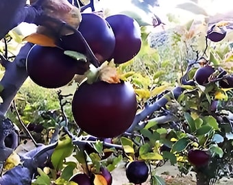 2 Live Arkansas BLACK apple trees heirloom variety plant now free shipping