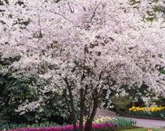 1 live autumnalis Cherry blossom Tree 2 ft tall now fragrant beautiful pink large blossoms twice a year including fall flowers !